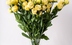 Single Variety Florals & Foliage