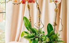 Orchids & Flowering Plants