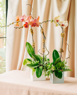 Orchids & Flowering Plants