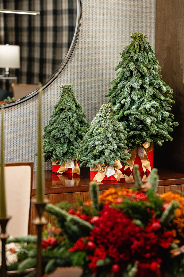 Mini Pine Trees