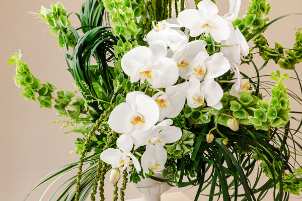 Fiorella