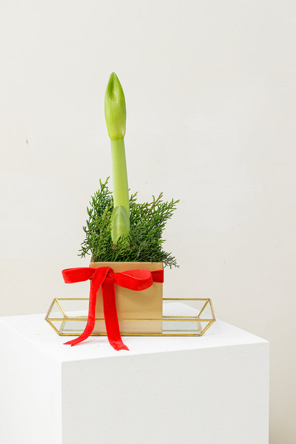 Amaryllis Bulbs
