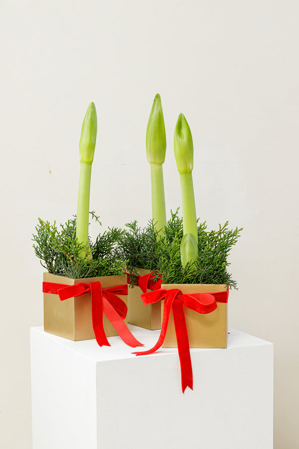 Amaryllis Bulbs