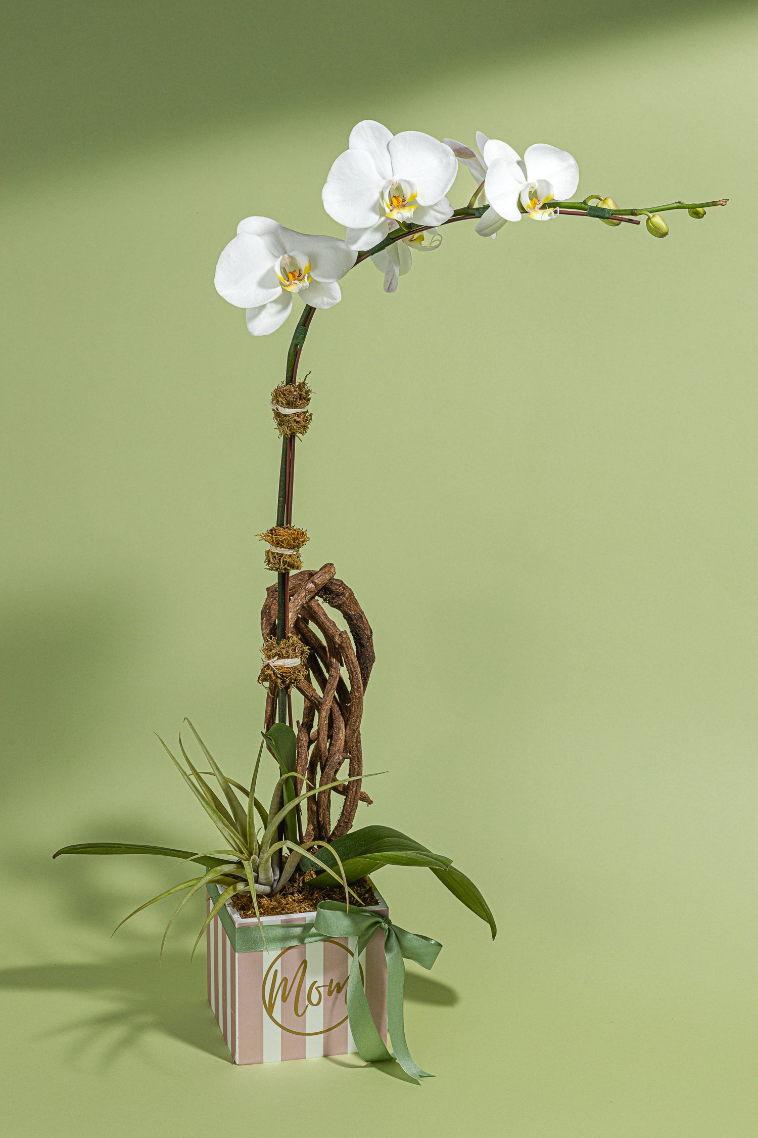 Mother's Day Phalaenopsis Orchid