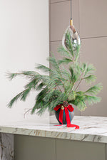 Load image into Gallery viewer, Pinus Arrangement
