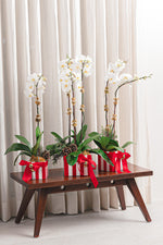 Load image into Gallery viewer, Candy Stripe Orchid
