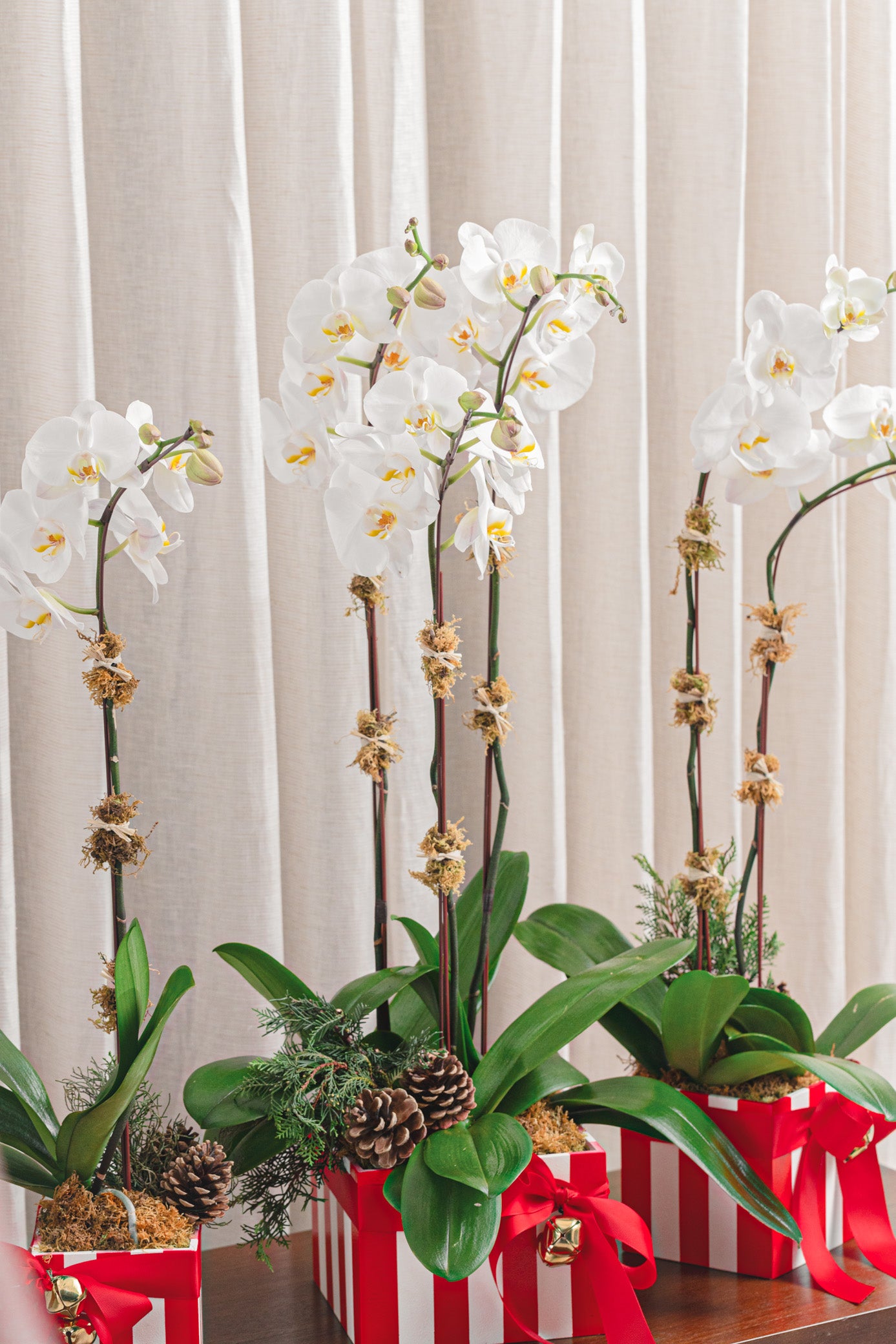 Candy Stripe Orchid