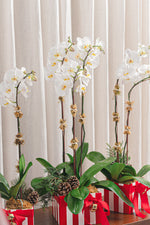 Load image into Gallery viewer, Candy Stripe Orchid
