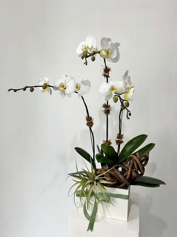 White Phalaenopsis Orchids in Lacquered Box