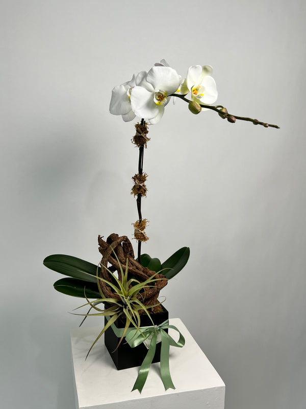 White Phalaenopsis Orchids in Lacquered Box