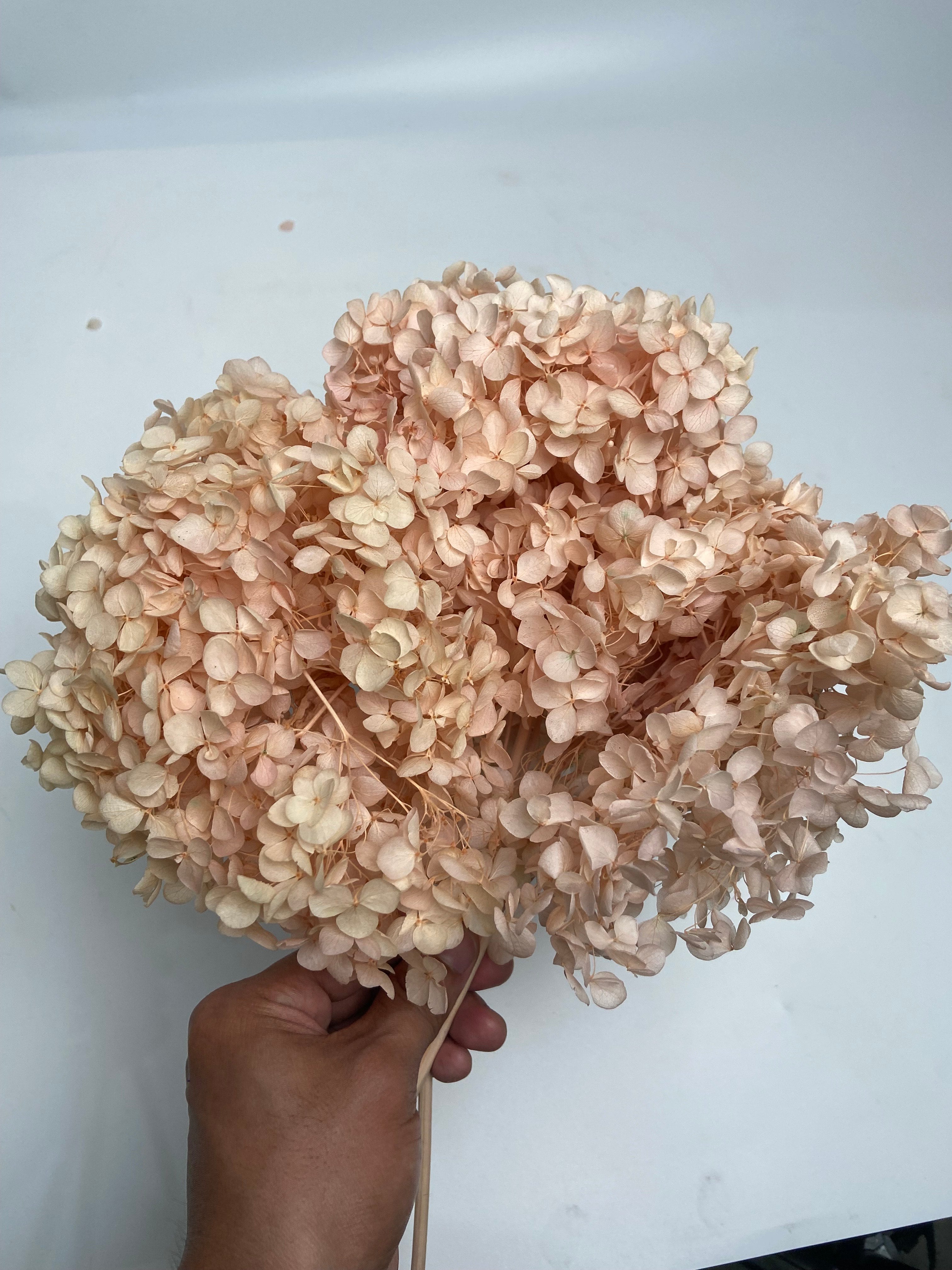 Preserved Hydrangea Arrangement
