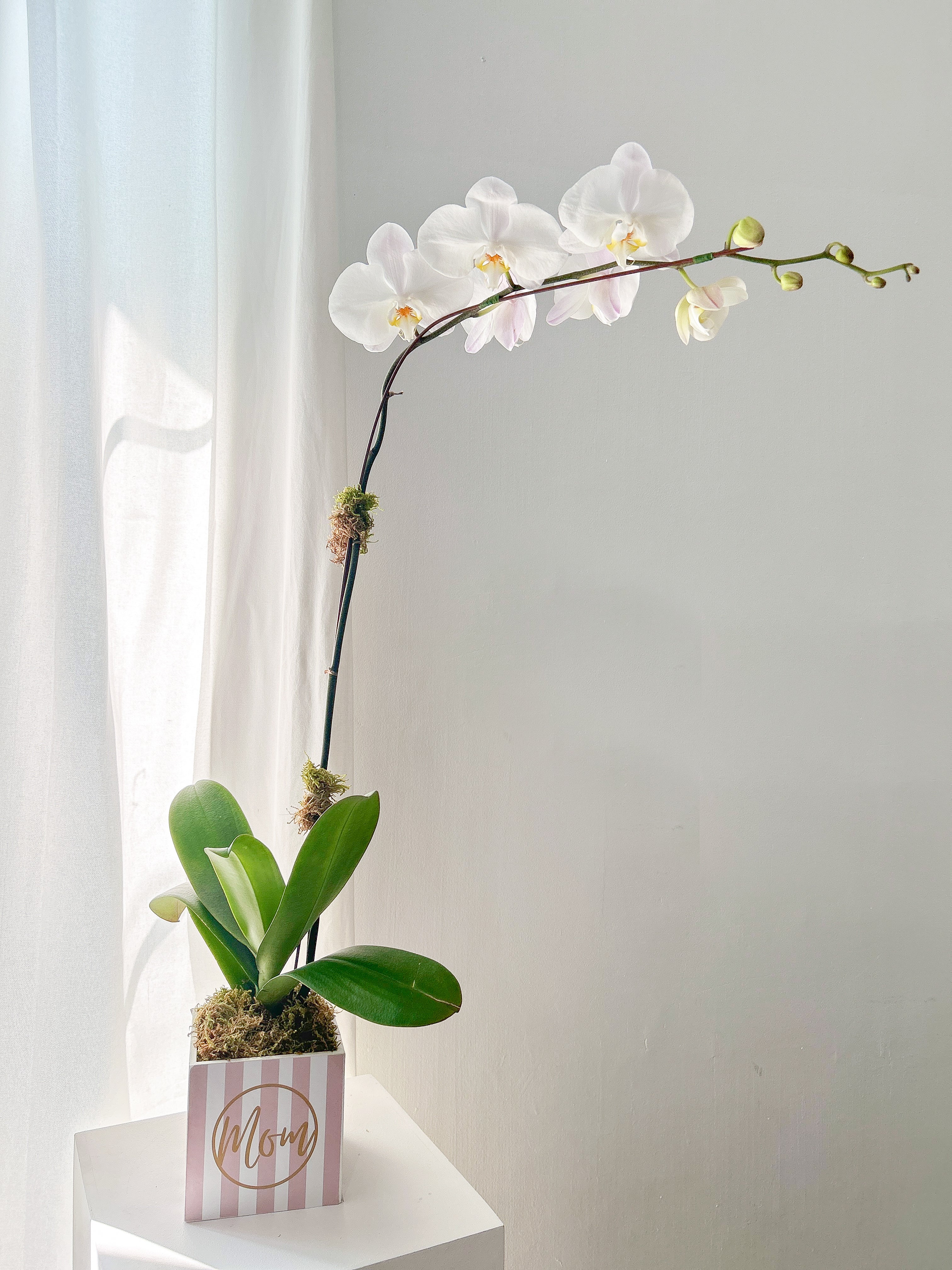 Mother's Day Phalaenopsis Orchid