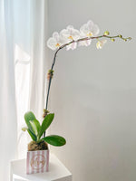 Load image into Gallery viewer, Mother&#39;s Day Phalaenopsis Orchid
