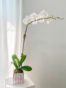 Mother's Day Phalaenopsis Orchid