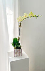 Load image into Gallery viewer, Mother&#39;s Day Phalaenopsis Orchid
