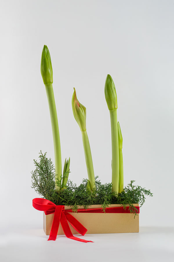 Amaryllis Bulbs