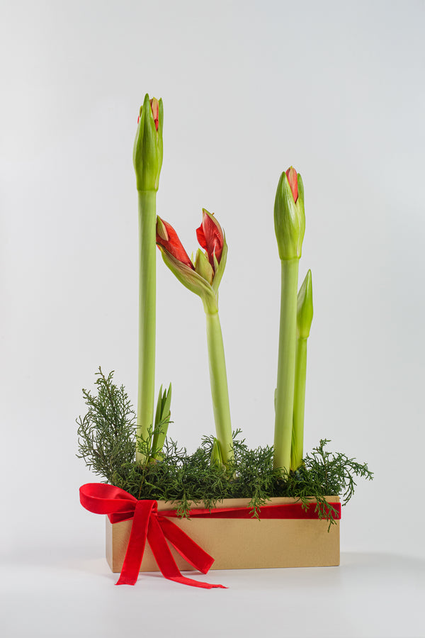 Amaryllis Bulbs