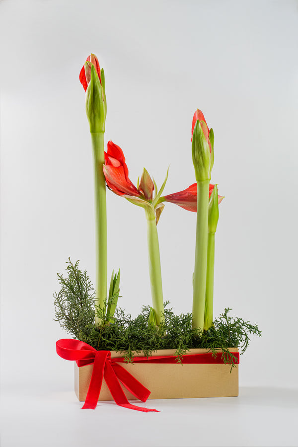 Amaryllis Bulbs