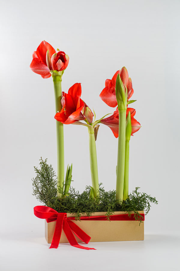 Amaryllis Bulbs