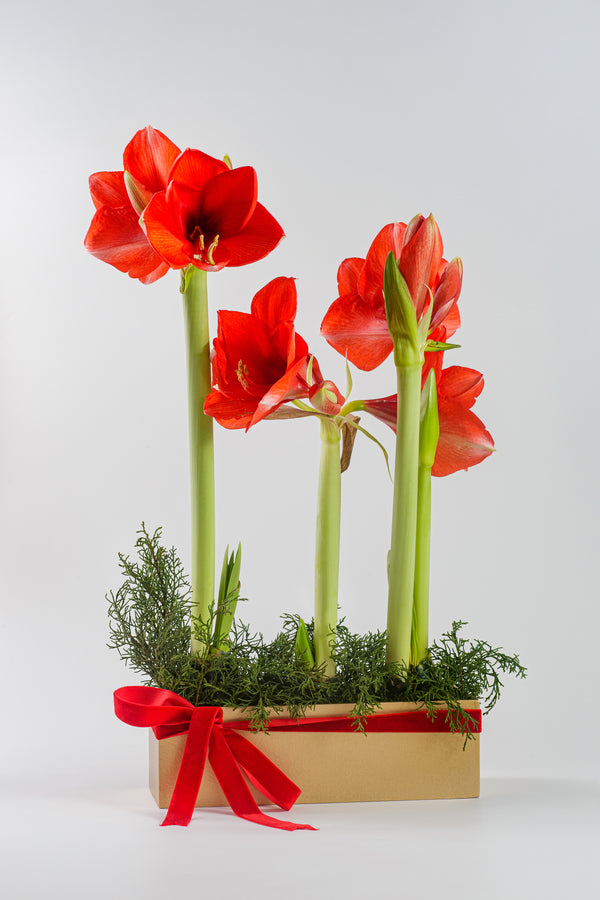 Amaryllis Bulbs