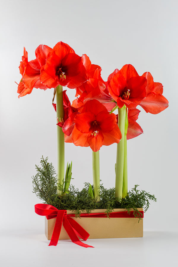 Amaryllis Bulbs