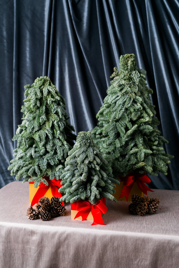 Mini Pine Trees