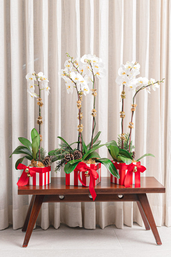 Candy Stripe Orchid