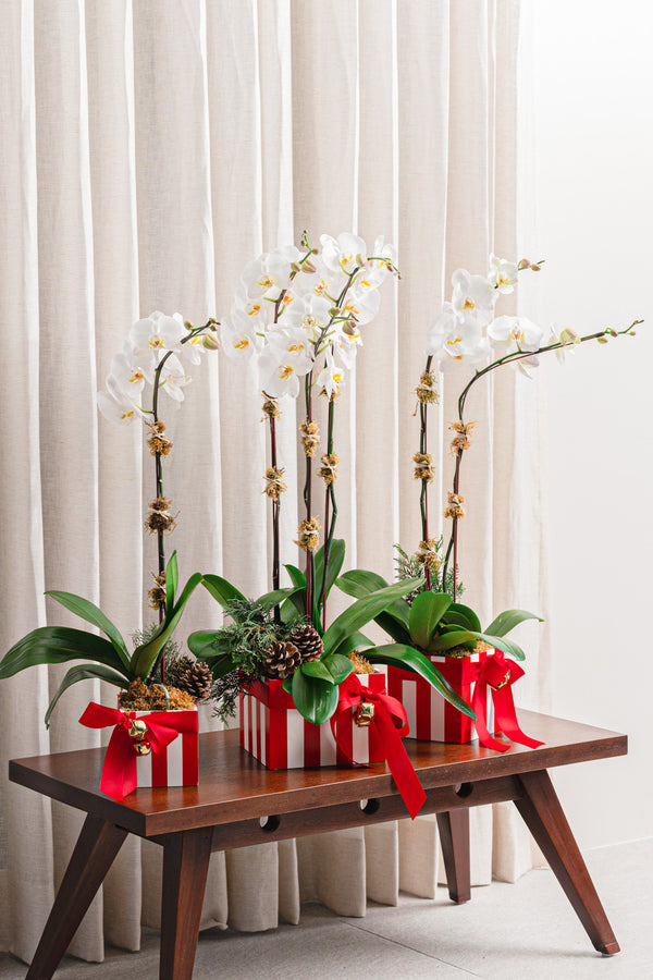Candy Stripe Orchid