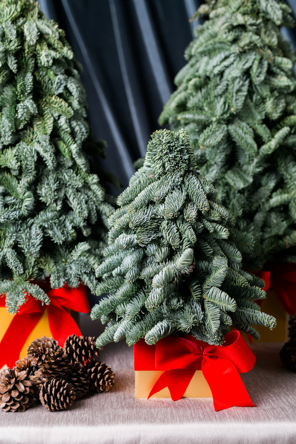 Mini Pine Trees