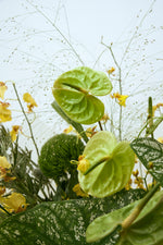 Load image into Gallery viewer, Folia
