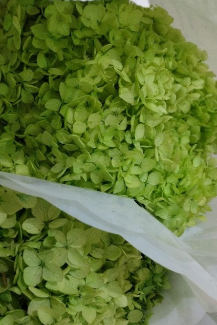 Preserved Hydrangea Arrangement