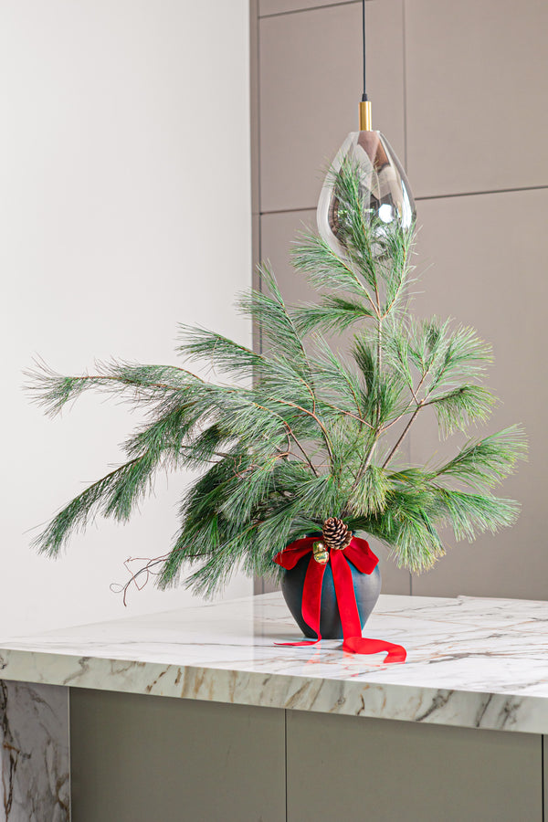 Pinus Arrangement