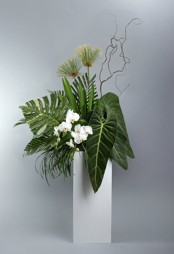 Verdant (Orchids)