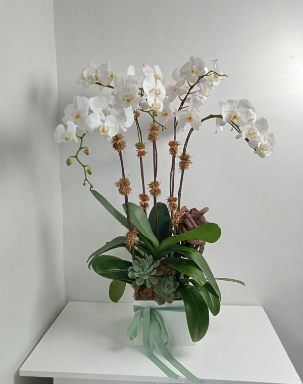 White Phalaenopsis Orchids in Lacquered Box