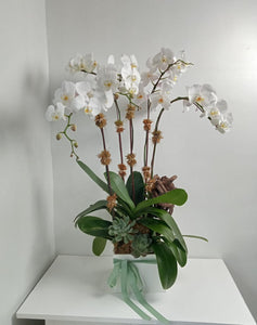 Orchidium