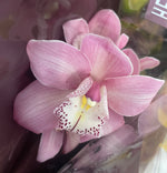 Load image into Gallery viewer, Cymbidium Orchid Arrangement
