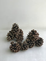 Load image into Gallery viewer, Imported  Pinecones
