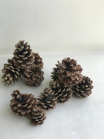 Load image into Gallery viewer, Imported  Pinecones
