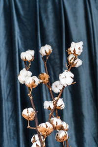 Natural Cotton Stems