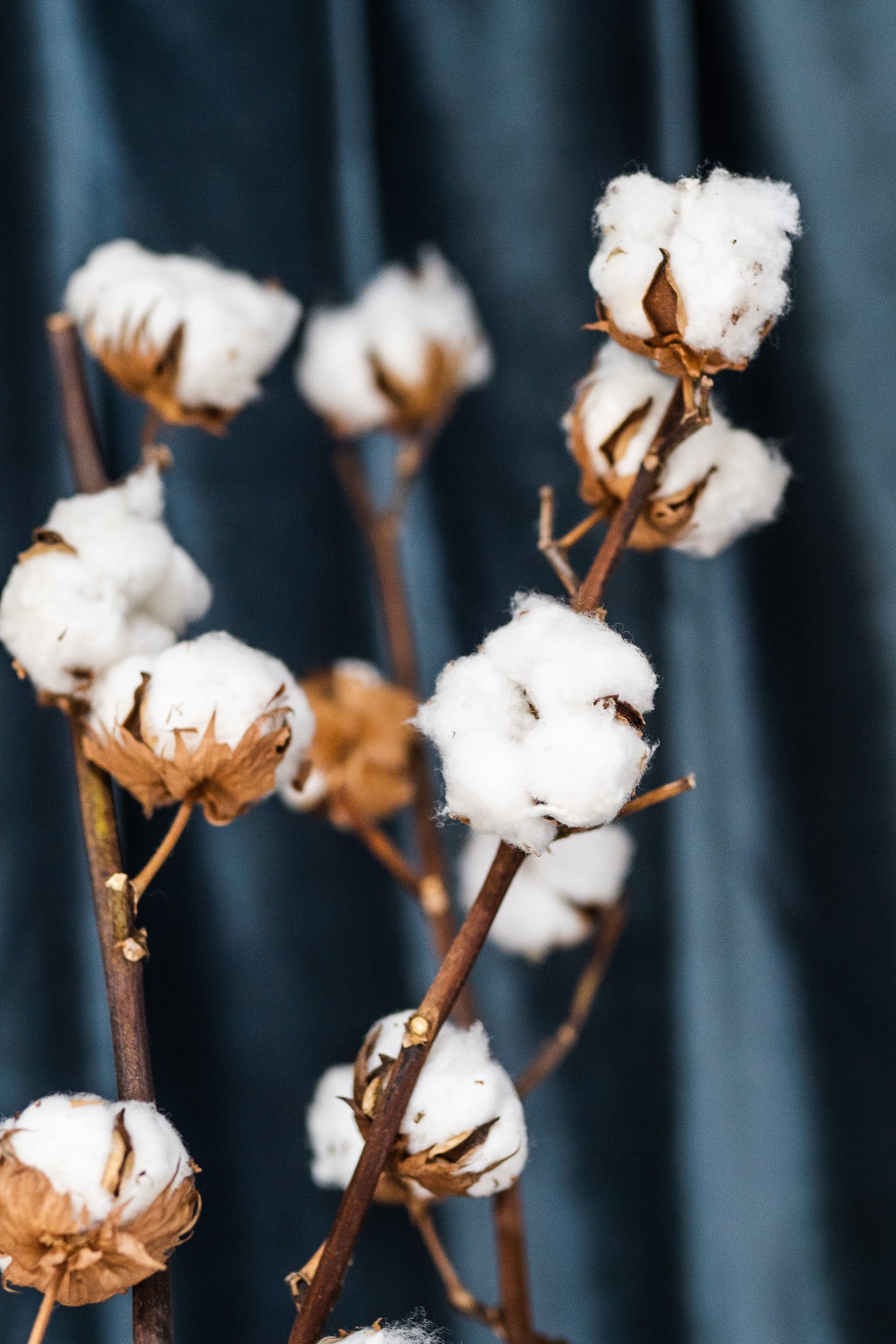 Natural Cotton Stems