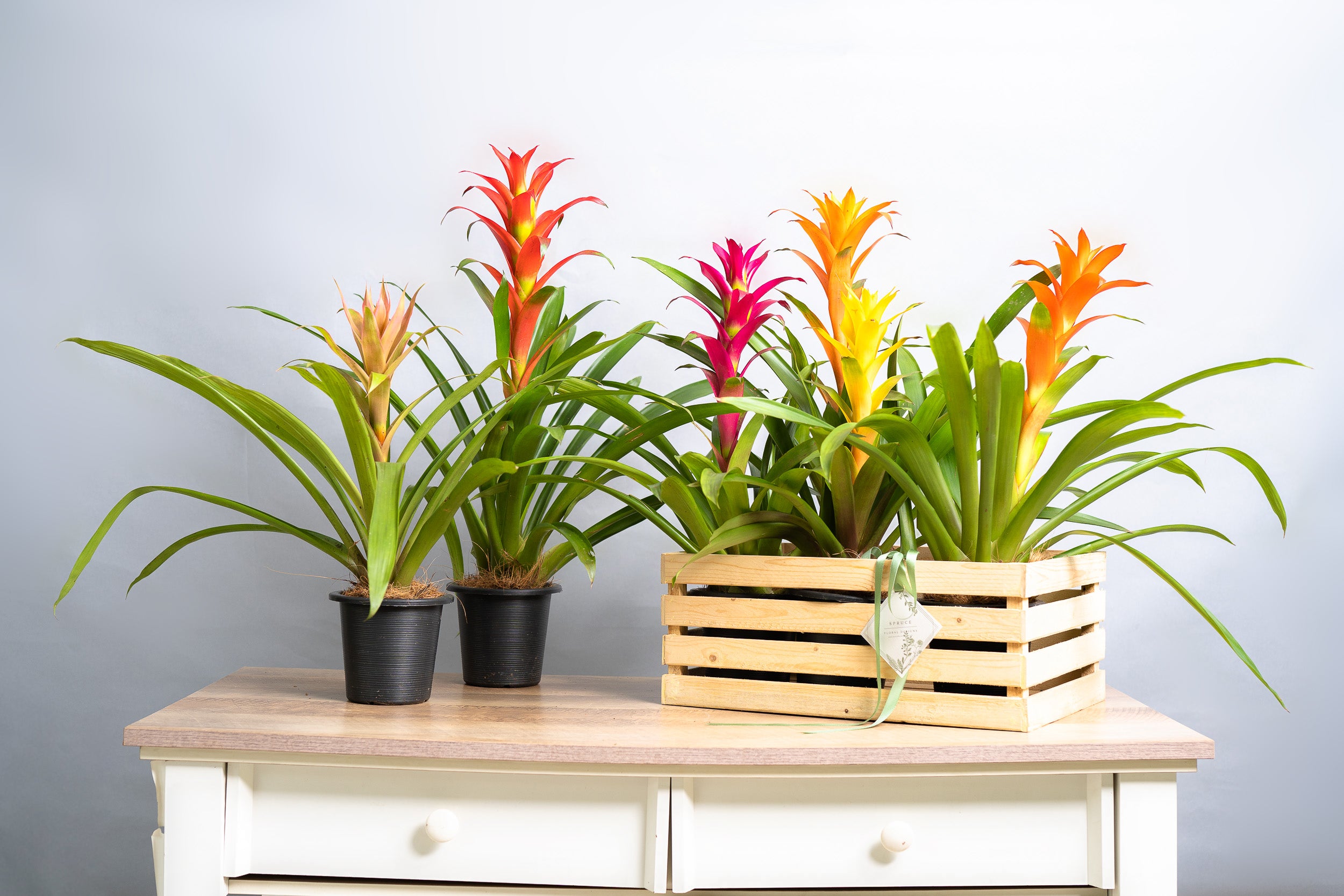 Bromeliad Guzmania Crate - Spruce Florals & Events