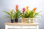 Load image into Gallery viewer, Bromeliad Guzmania Crate - Spruce Florals &amp; Events
