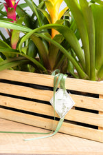 Load image into Gallery viewer, Bromeliad Guzmania Crate - Spruce Florals &amp; Events
