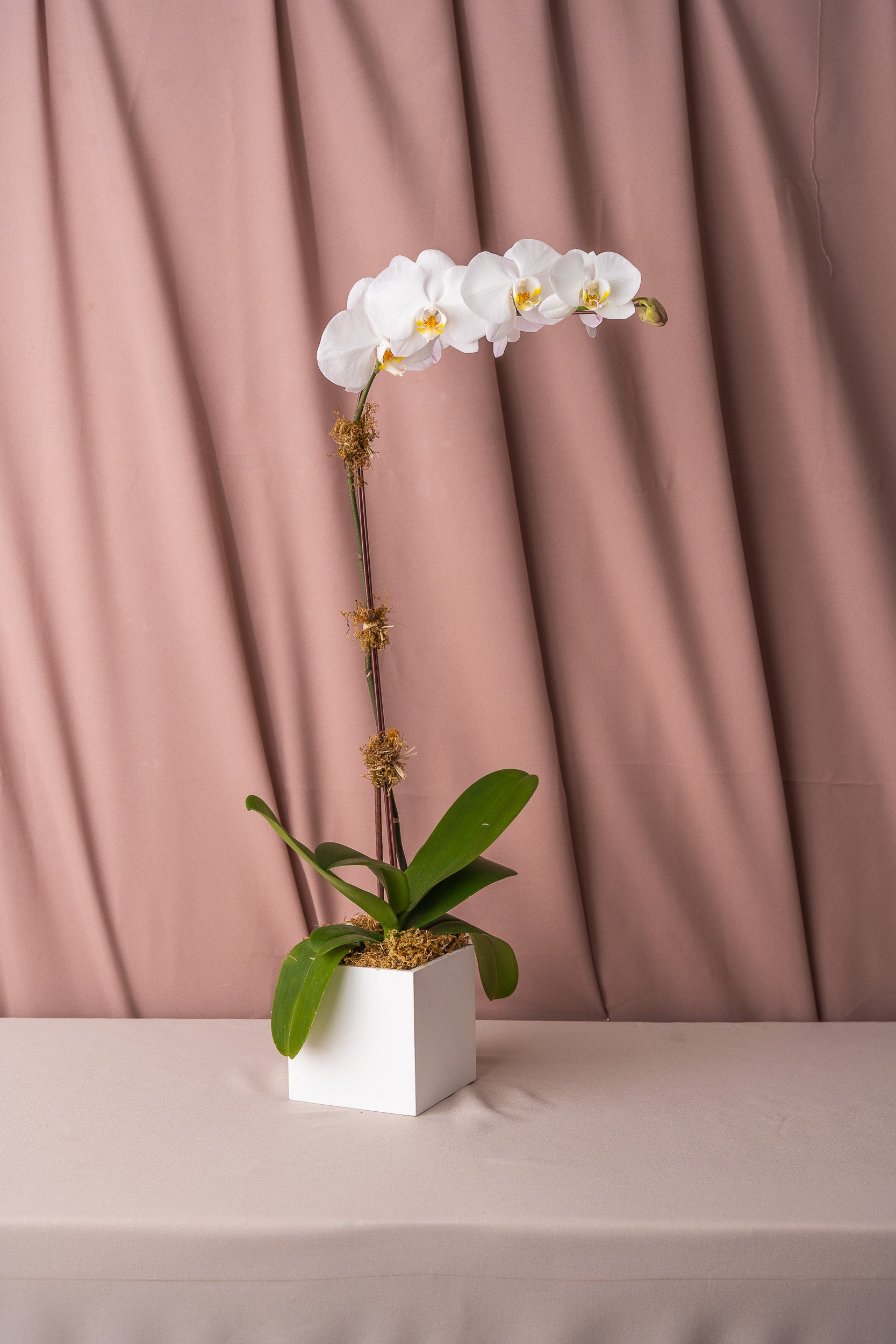 Orchidium
