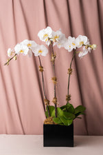 Load image into Gallery viewer, Orchidium
