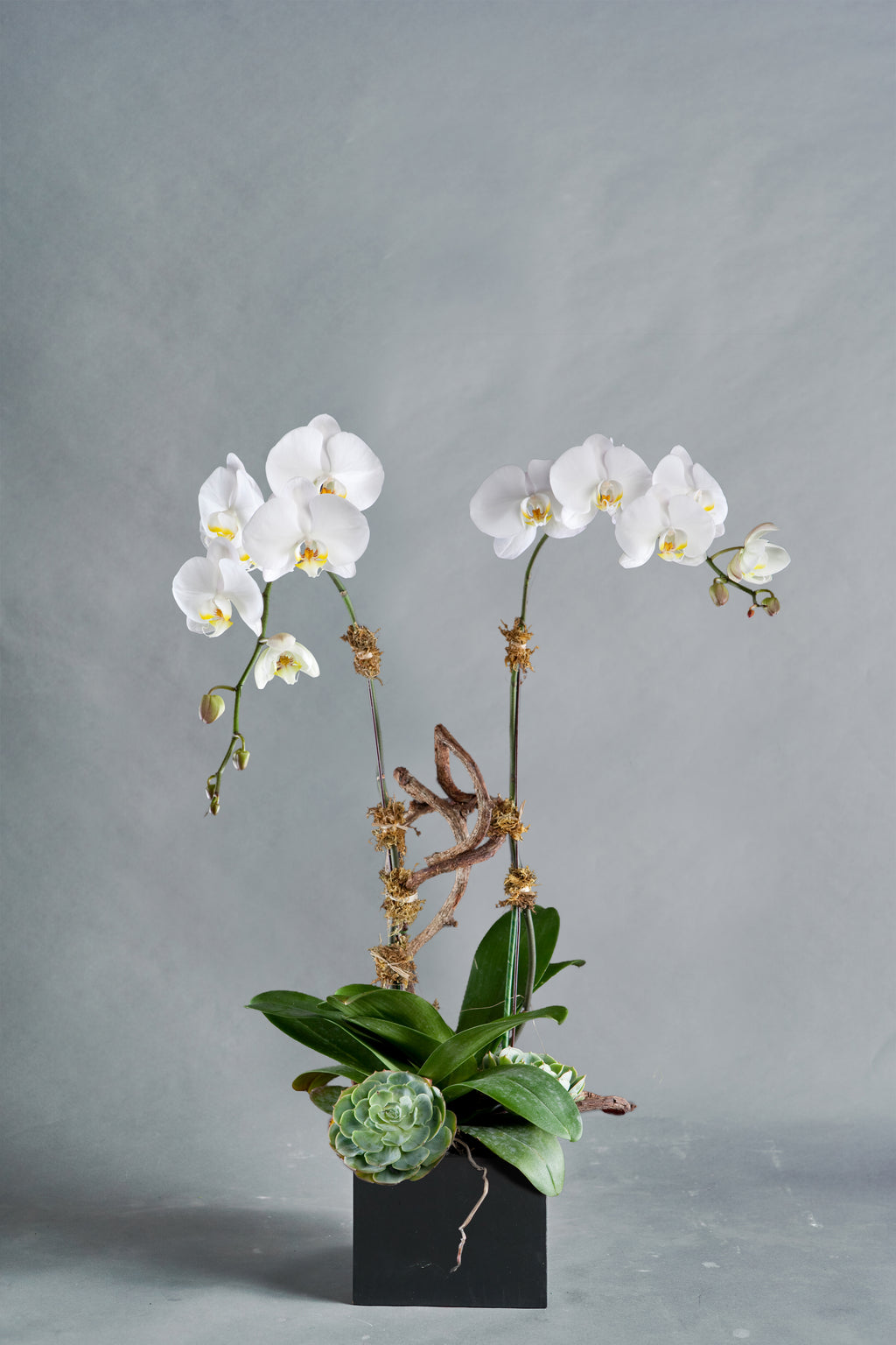 Orchidium - Spruce Florals & Events