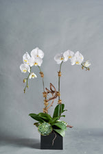 Load image into Gallery viewer, Orchidium - Spruce Florals &amp; Events
