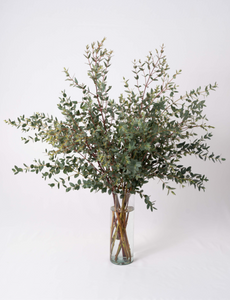 Fresh Eucalyptus Parvifolia