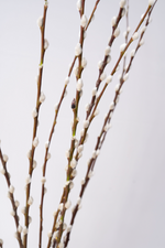 Load image into Gallery viewer, Pussy Willow Branches
