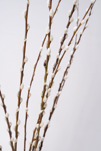 Pussy Willow Branches